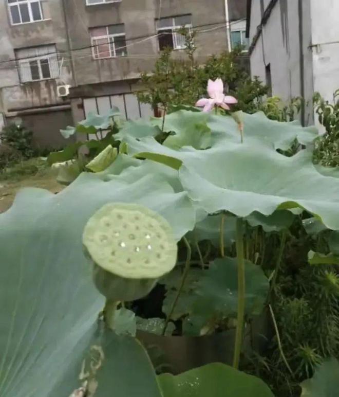 就能收获很多藕最适合农村小院种植！尊龙人生就是博种在水缸里的荷花2年(图2)