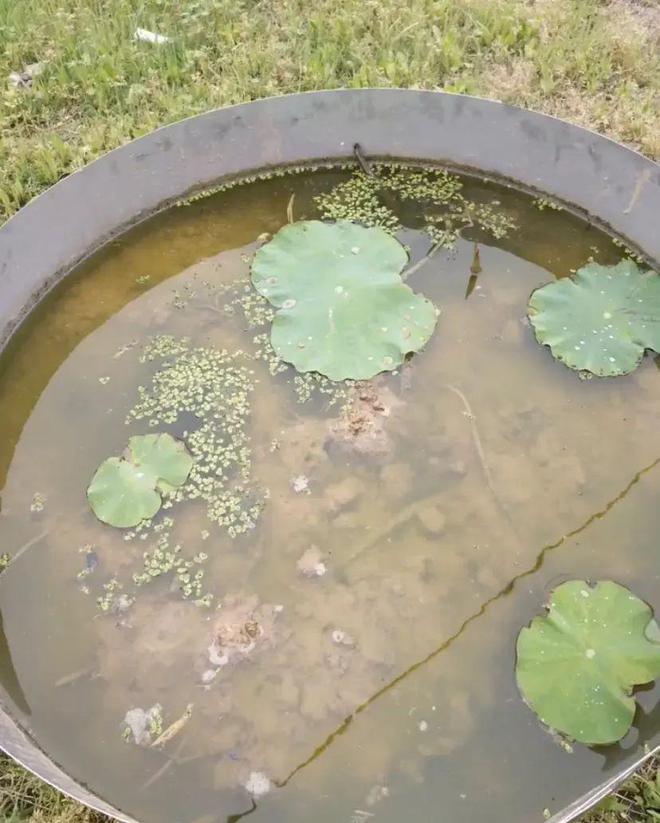 就能收获很多藕最适合农村小院种植！尊龙人生就是博种在水缸里的荷花2年(图6)